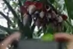 Pohon Pisang Berjantung 10 tumbuh di Medan