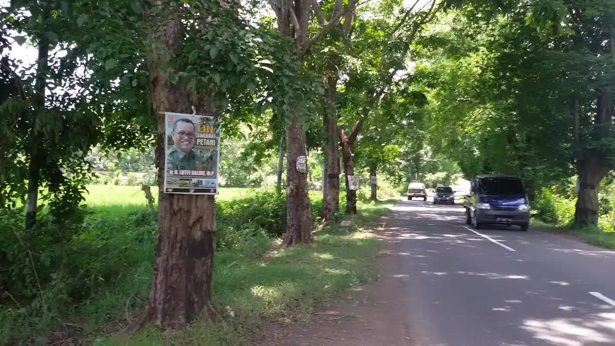 Lutfi Ungguli Kaswadi di Pohon Depan Kantor Bupati Soppeng