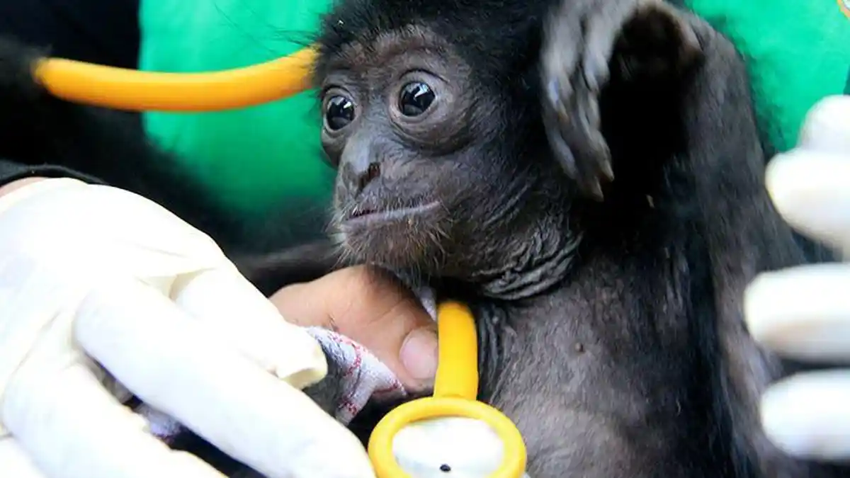 Jual Siamang di FB Seharga Rp4,2 Juta, Pria di Jambi Ditangkap Polisi