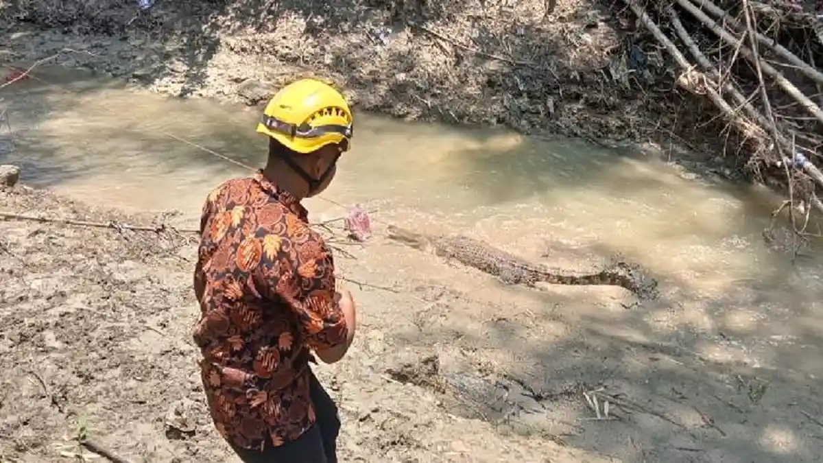 Kemunculan Buaya di Sungai Bojonegoro Diduga Bermigrasi dari Daerah Lain