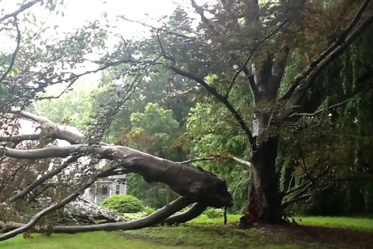 Bripka Yustinus Petrus Meninggal Dunia Tertimpa Pohon Kemiri