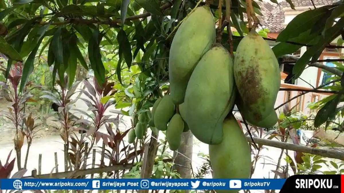 Lagi Musim, Ini Manfaat Tak Terduga Dari Buah Mangga Khususnya Ibu Hamil