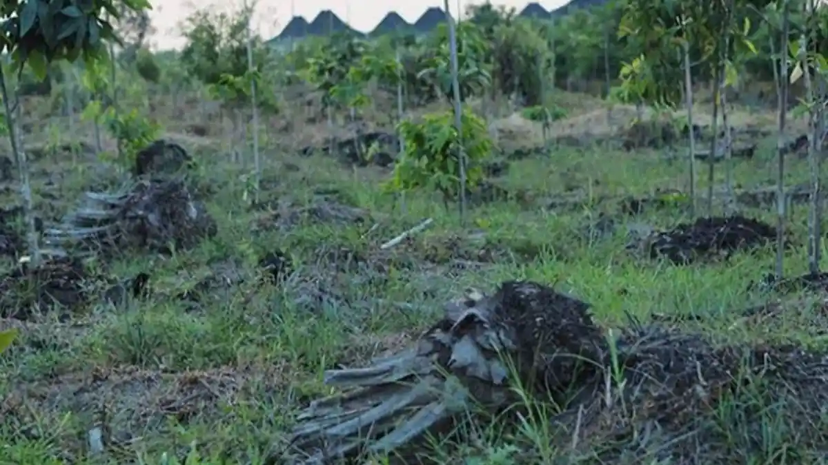 Petani Rantau Bayur Banyuasin Dambakan Irigasi dan Tanggul, Program Serasi Belum Merata