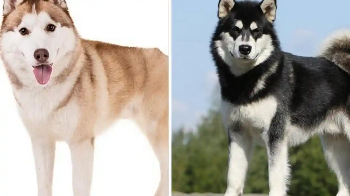 Mirip Tapi Tak Sama, Begini Perbedaan Siberian Husky dan Alaskan Malamute yang Jarang Diketahui