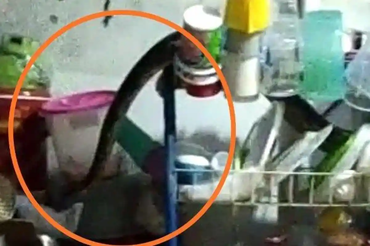 Geger, Ular Sanca 3 Meter Masuk Rumah Warga di Sunter, Sempat Merayap ke Rak Piring