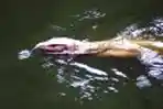 Biawak Berenang Mencari Mangsa