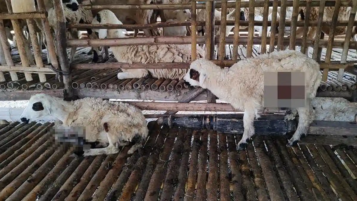 Teror Anjing Liar Serang Ternak Domba di Pangandaran, Peternak Diminta Perkuat Kandang