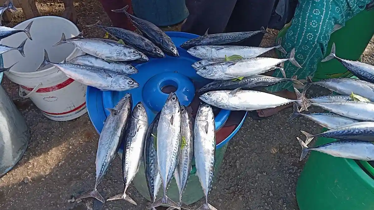 Harga Ikan di Pasar Langgur Maluku Tenggara Berangsur Turun