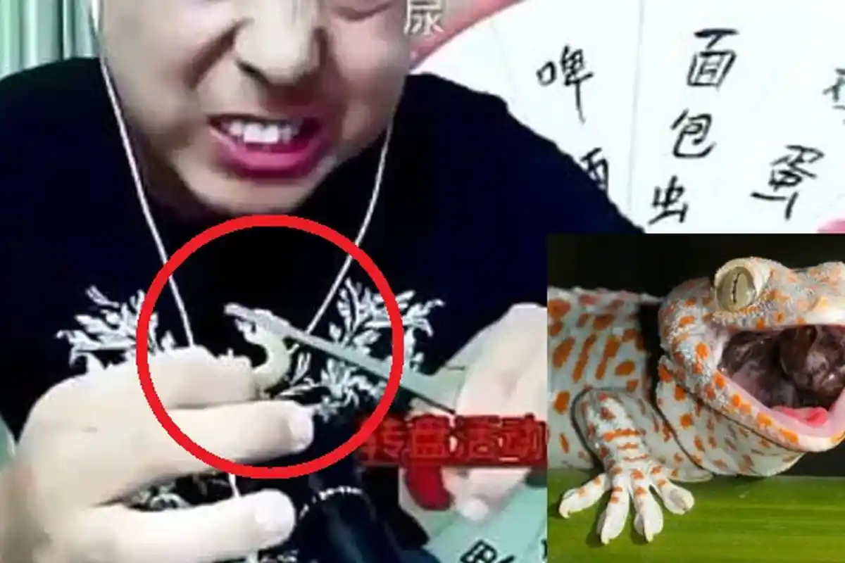 Makan Tokek Hidup-hidup, Vlogger Tewas Mengenaskan saat Siaran Langsung di Medsos, Videonya Ngeri