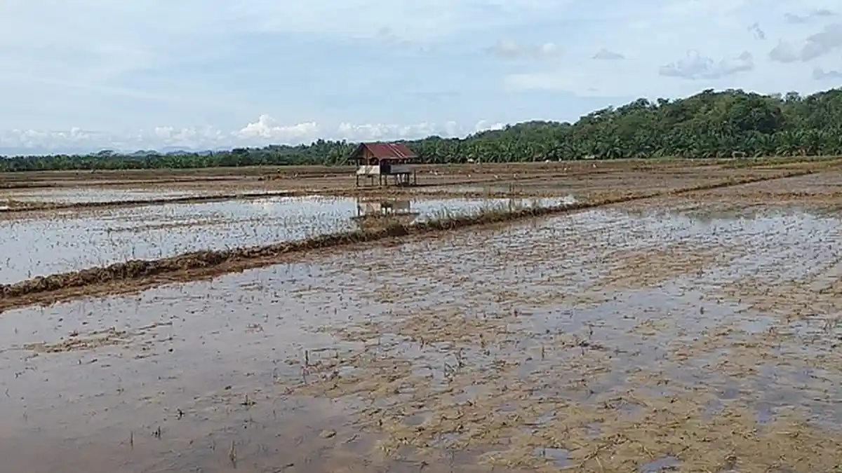 Ini Kawasan di Aceh Tamiang yang Sawahnya Rusak akibat Banjir