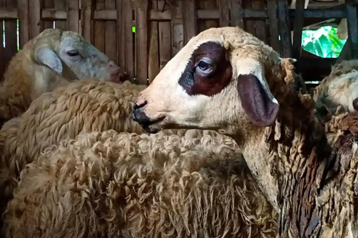 Penyakit Mulut dan Kuku di Lumajang Mulai Serang Ternak Domba