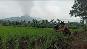 812024-Petani.jpg