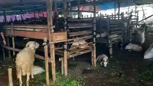 Lapak-hewan-kurban-di-kawasan-Pakansari-Cibinong.jpg