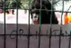 Aksi Tolak Eksploitasi Orangutan