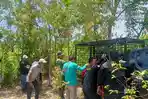 Petugas-dari-BKSD-sedang-memasang-perangkap-harimau-di-Kerinci.jpg