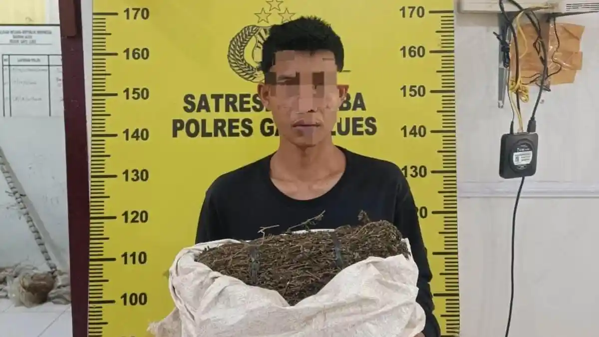Polisi Amankan Pemuda 18 Tahun di Pining Gayo Lues, 957 Gram Ganja ...