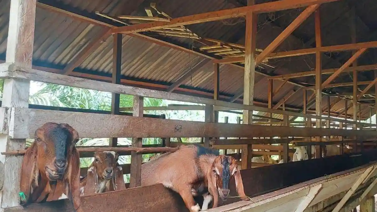 Pemerintah Desa Terjun Gajah Apresiasi PetroChina Bantuan Ternak Kambing 