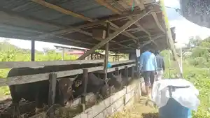 Sapi-kurban-di-KTT-09052026.jpg