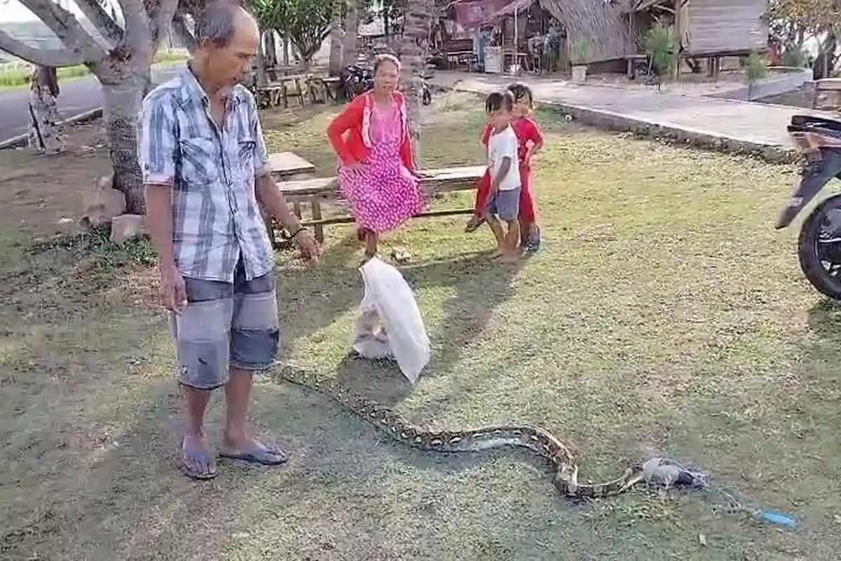 Yahno Bergulat Tangkap Ular Piton 2 Meter Pemakan Ayamnya, Warga Pangandaran Itu Tak Mau Menyakiti
