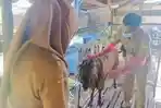 Cara-Pemkot-Baubau-Sultra-Cegah-Penyakit-Mulut-dan-Kuku-Terapkan-Lockdown-Ternak-Luar-Daerah.jpg