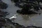 Peru Selidiki Tumpahan Miyak yang Diduga Akibat Tsunami Tonga