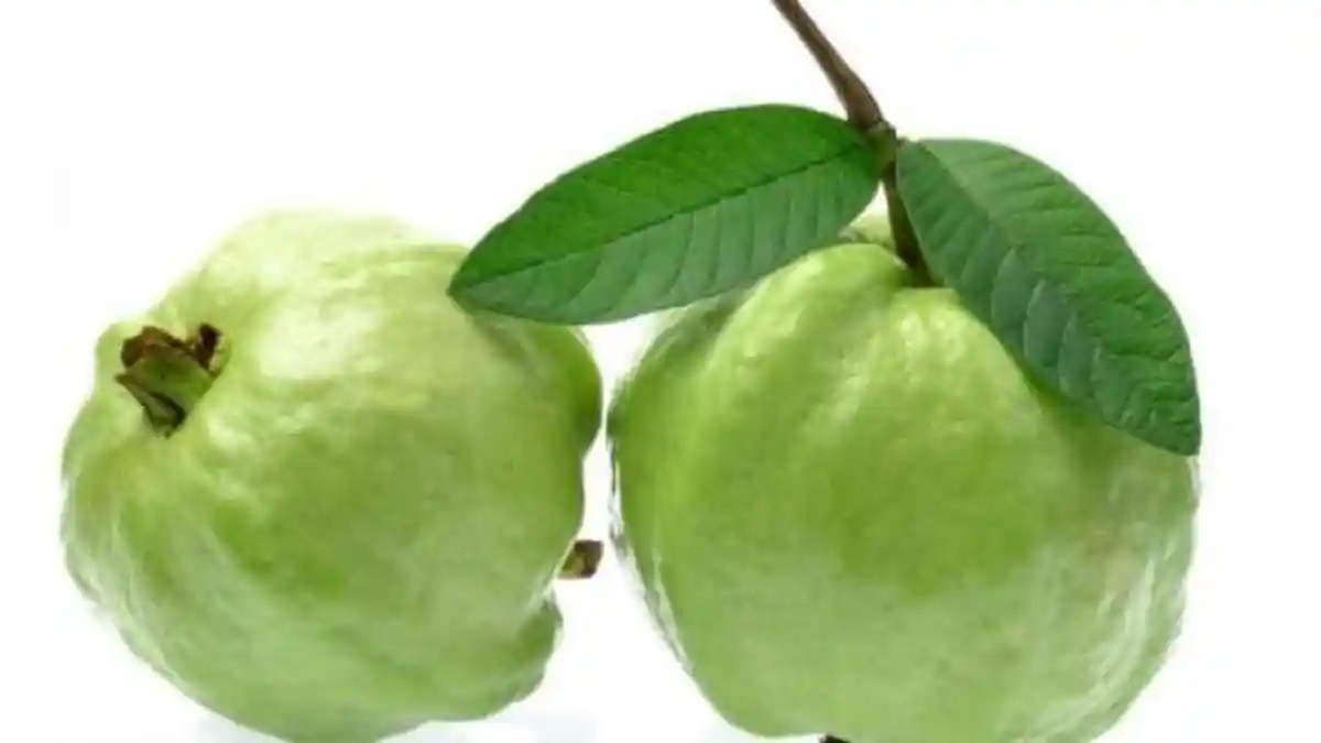 Bisa Atasi Diabetes hingga Kanker Lambung, Berikut 5 Manfaat Daun Jambu Biji untuk Kesehatan