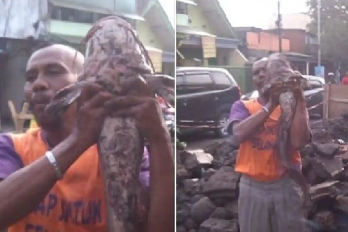 Ikan Lele Raksasa Ditemukan di Jalan Ir Rais Kota Malang, Panjangnya Setara Tubuh Atas Orang Dewasa