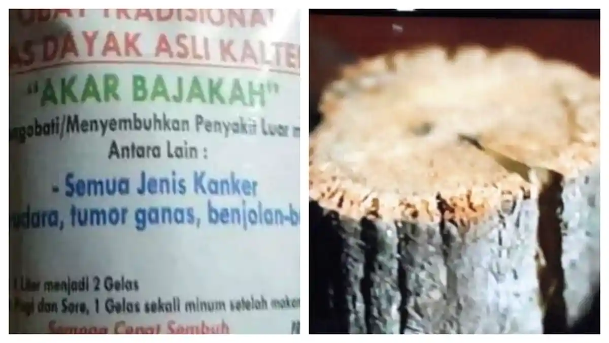 Obat Kanker Payudara dari Akar Bajakah Viral, Ada yang Beracun, Sebelum Menjadi Obat Ada Tahapannya