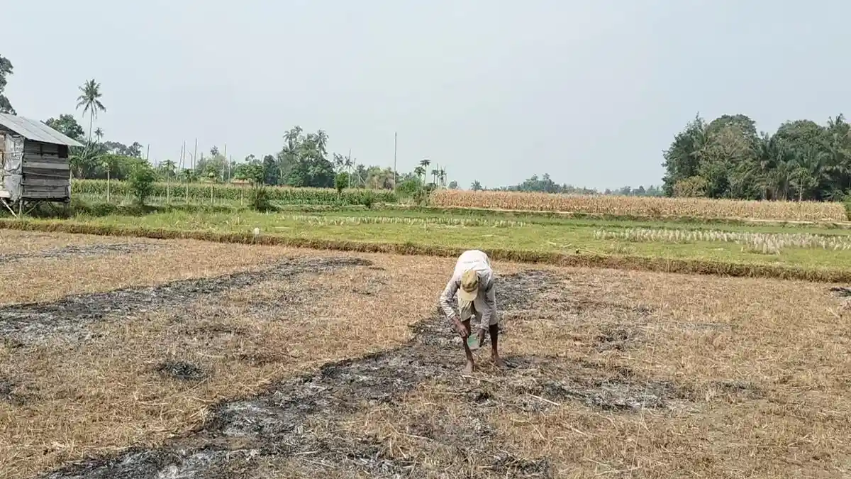 Sudah 2 Bulan Harga Jagung Hibrida di Musi Rawas Turun, Petani Berharap Harga Bisa Stabil