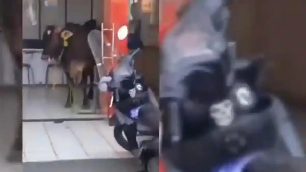 Sapi Kurban di Plumpang, Jakarta Utara Berhasil Kabur dan Mampir ke Tempat Bimbel