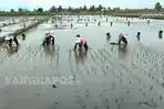 20251103-TANAM-PADI-Beberapa-orang-petani-ketika-mulai-12.jpg