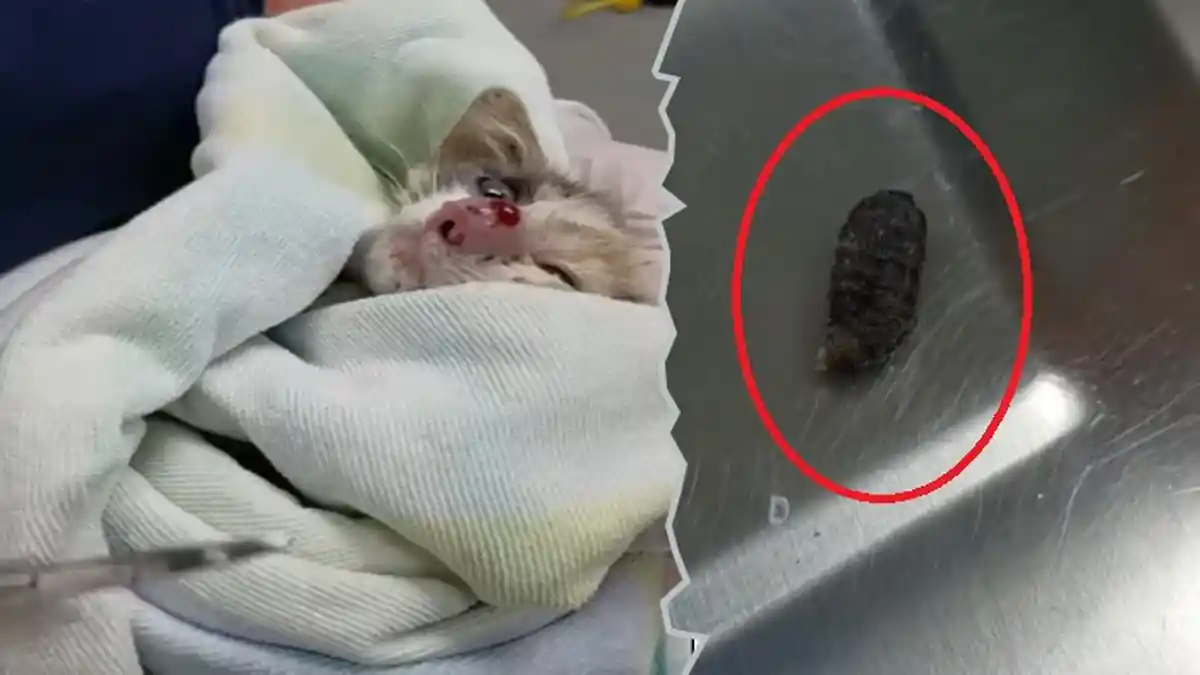 Hidung Kucing Membesar dan Berwarna Merah, Dokter Terkejut Saat Temukan Makhluk Ini di Dalamnya