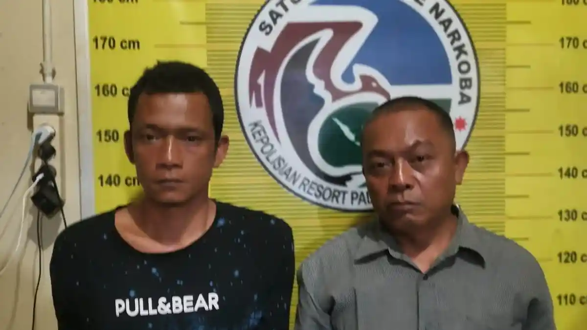 Satresnarkoba Polres Padangsidimpuan Kembali Tangkap Pengedar dan Bandar Ganja