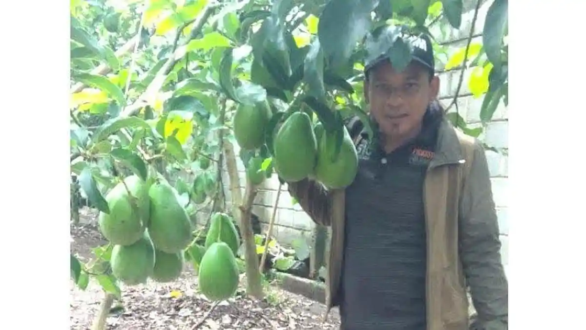 Alpukat Raksasa Berberat Capai 2 Kg Per Buah Dibudidayakan Warga Blitar, Ini Kisahnya