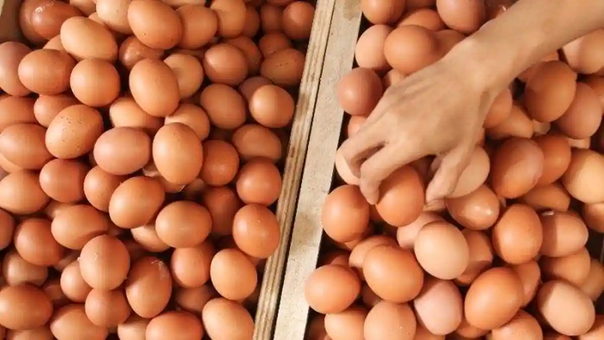Harga Telur Ayam di Tulangbawang Capai Rp 25 Ribu per Kg