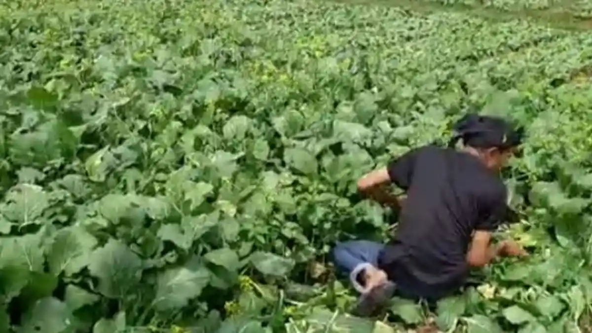 Keluar Modal Besar, Petani Babat Tanaman Sawi, Tak Laku, Padahal Hasil Panen Bagus, Ini Penyebabnya
