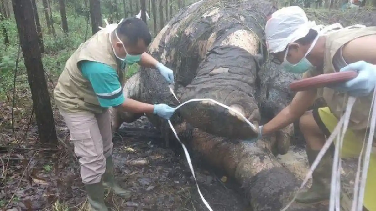 Penemuan Bangkai Gajah di Aceh, Polisi Minta Masyarakat terutama Pemilik Kebun Koperatif