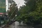 Hujan Deras dan Angin Kencang Landa Sejumlah Kawasan di Jember, Berapa Pohon Tumbang
