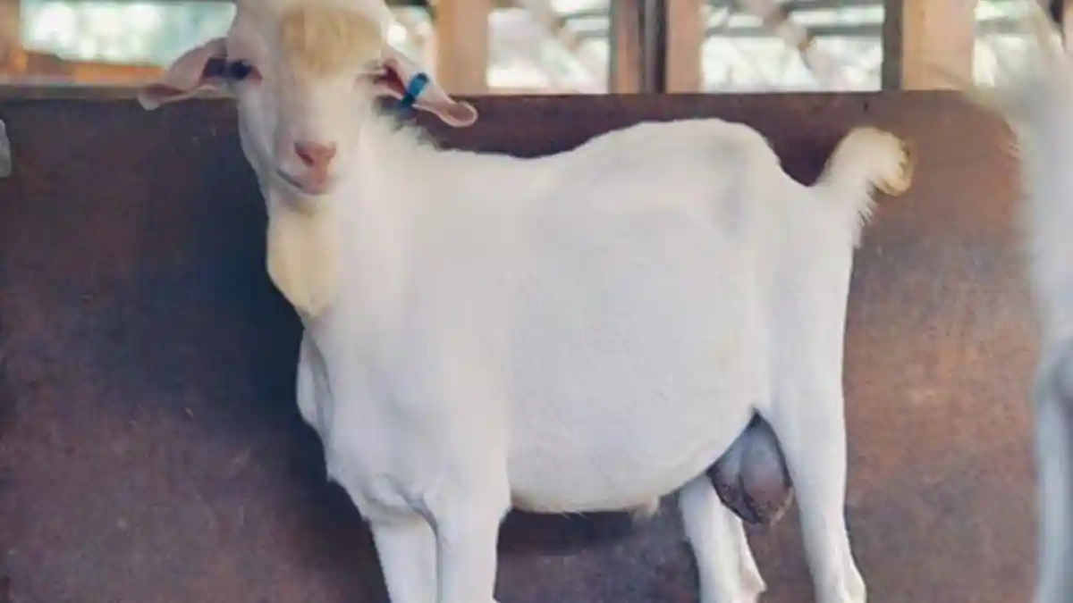 Dianggap Ganteng dan Tebar Pesona, Kambing Ini Langsung Viral di Sosmed