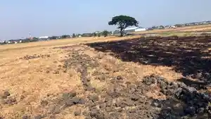 sawah-terdampak-kemarau-panjang-di-demak.jpg