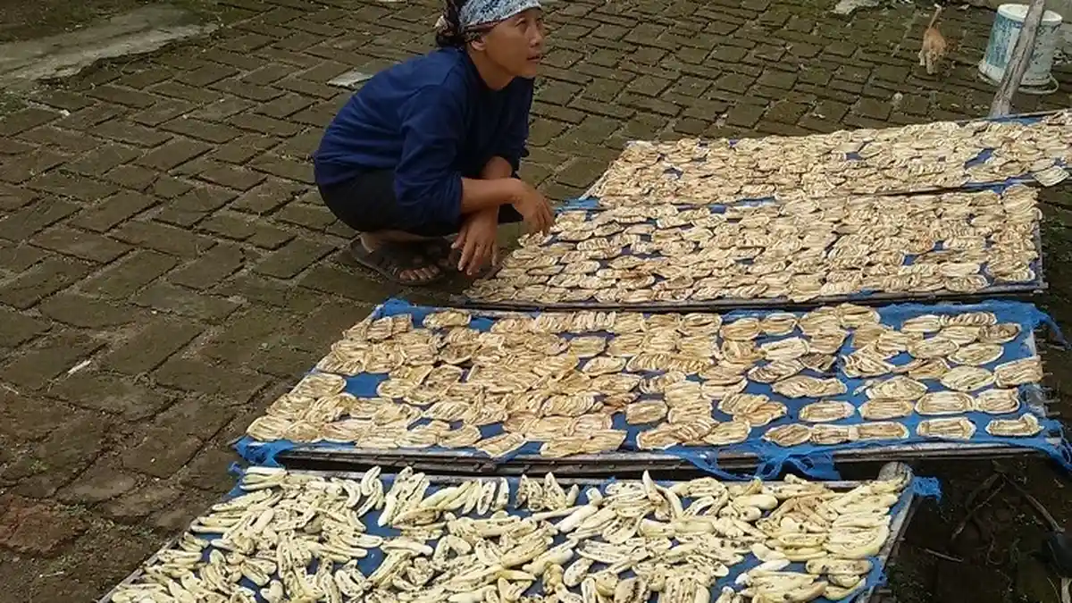 Pengrajin Babanggi Senang, Harga Sale Pisang Setengah Jadi Naik, Bantu Ekonomi Keluarga Saat Pandemi