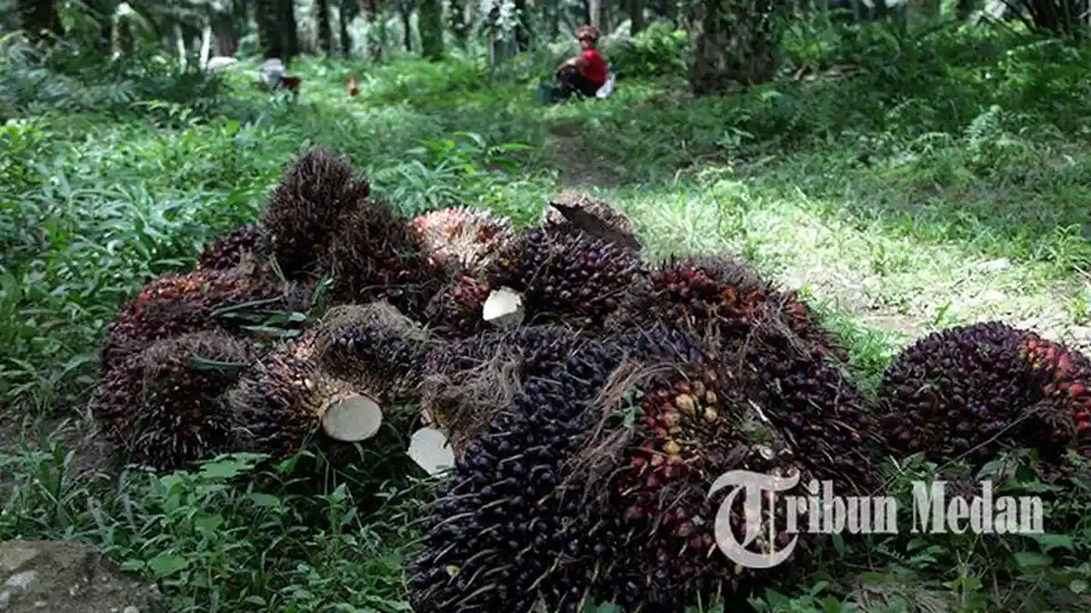Harga Sawit Terus Anjlok, Petani Sawit di Langkat Ngaku Kesusahan Beli Pupuk dan Biaya Anak Sekolah