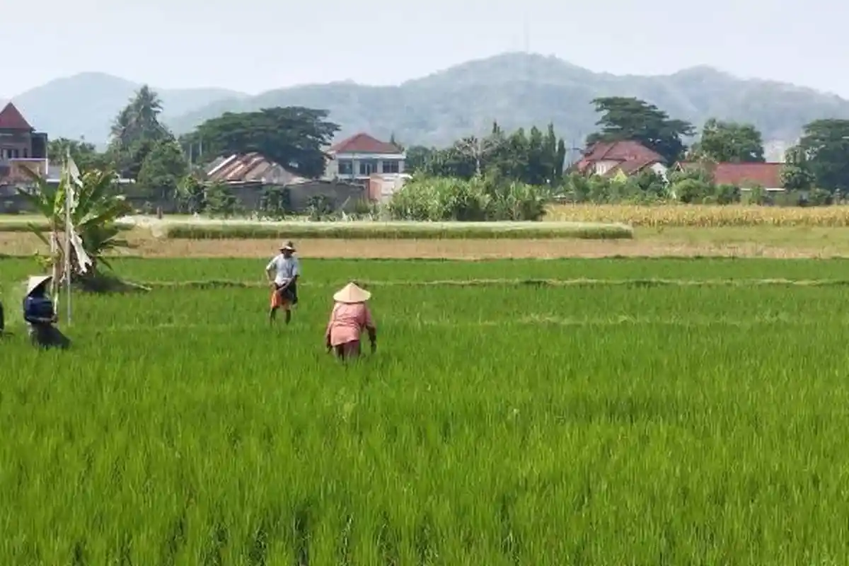 Kementan Minta NTB Tambah Luas Tanam Menjadi 470 Ribu Hektar untuk Swasembada Pangan Nasional