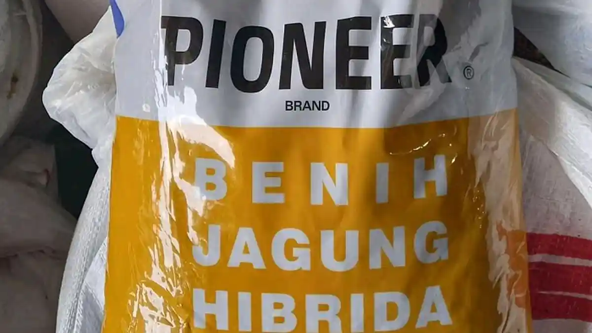 Bibit Jagung Pioneer Langka di Gayo Lues