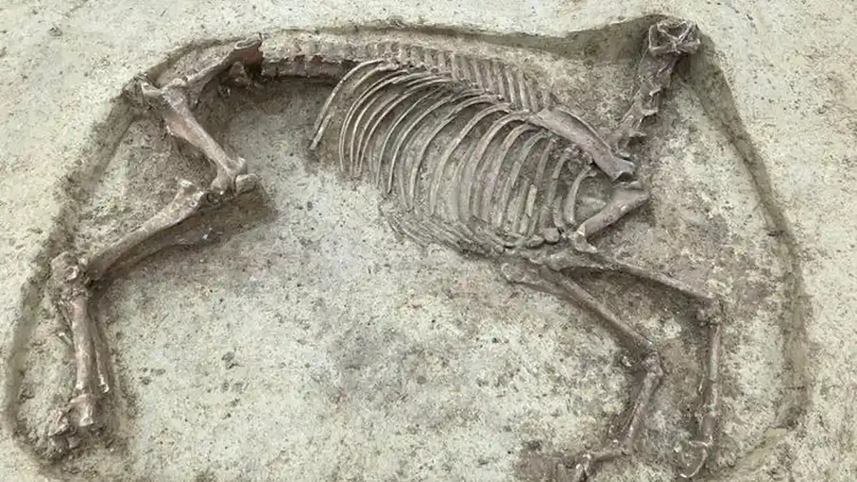 Misteri Kerangka Kuda Tanpa Kepala di Jerman, Diperkirakan Jadi Binatang Persembahan
