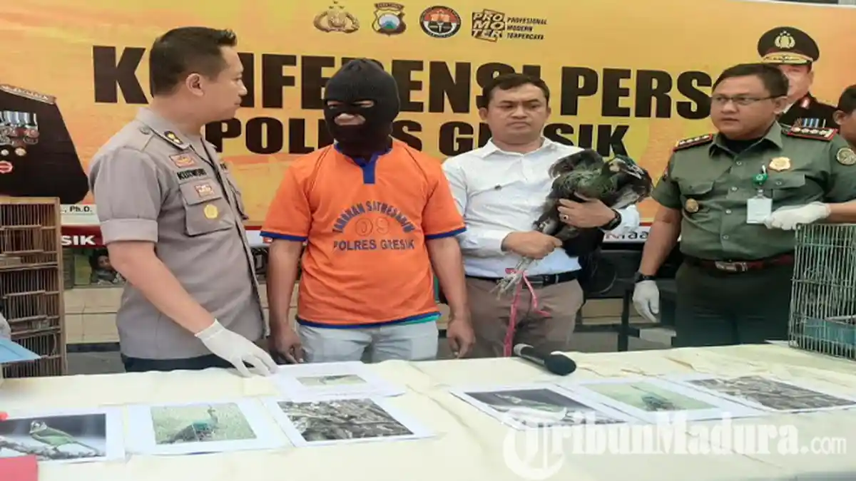 Pria Gresik Susah Payah Rawat Burung Merak Hijau Sejak Menetas, Saat Besar Malah Jadi Masalah Serius