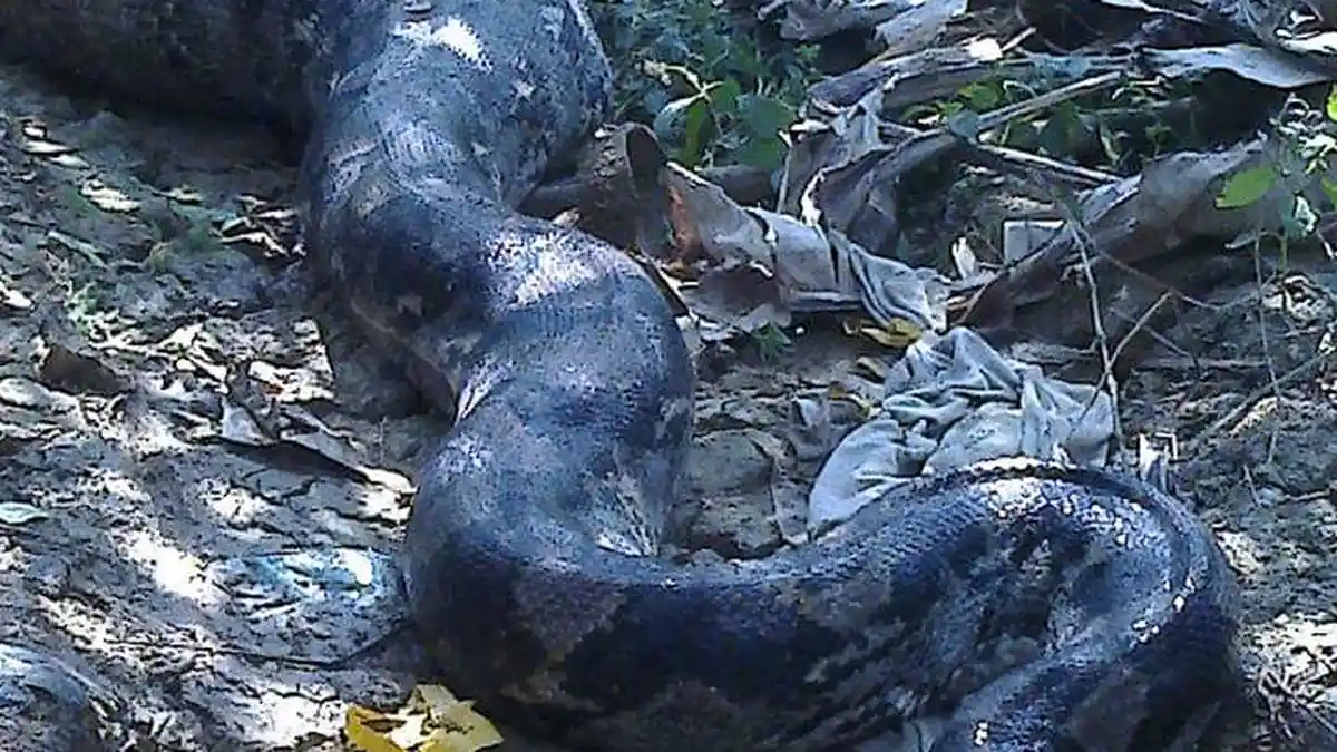 Suriadi Kaget Lihat Ular Piton Raksasa Seberat 400 Kilogram di Kebunnya ...