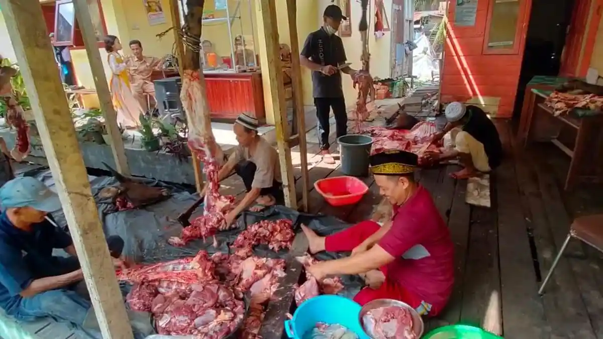 Bangun Kedekatan Emosional, Dinas Pendidikan Tanjabbar Kurban Dua Ekor Sapi Saat Idul Adha 2022