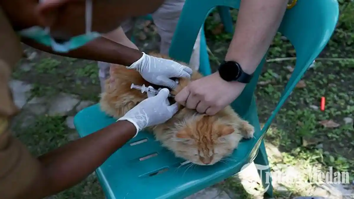 Posting Penyiksaan Hewan di Media Sosial, Animal Lovers di Jambi Kutuk Pelaku dan Beri Sanksi Tegas