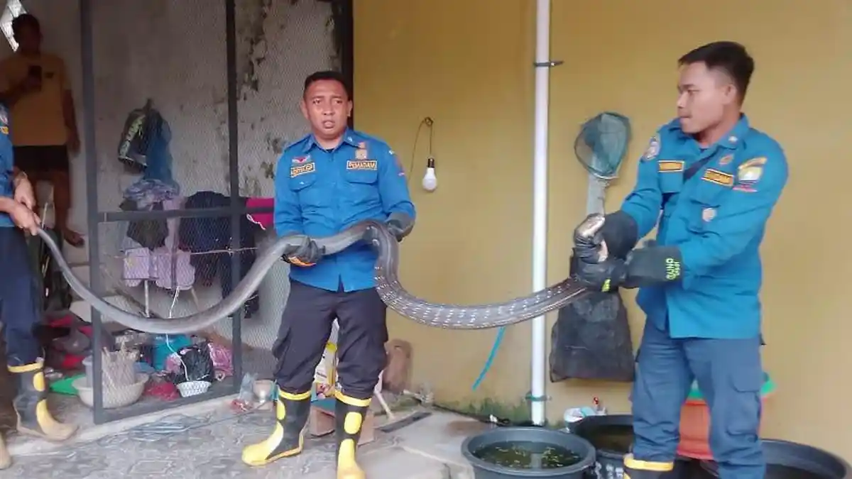 Warga Sumedang Heboh: King Kobra Terbesar Ditemukan di Bawah Tangga Rumah, Ini Penampakannya